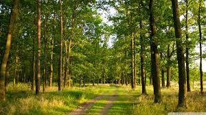 Lietuvos miškų atkūrimas