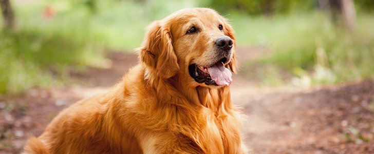 Jei renkatės šunį