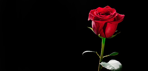 100 rožių ir gėlių pristatymas į namus