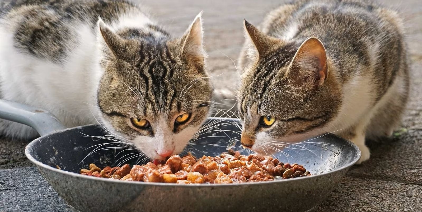 Maistas katėms, turinčioms jautrų virškinimą